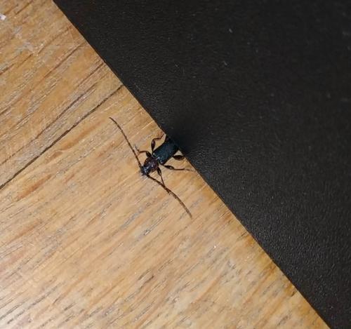 Phymatodes testaceus