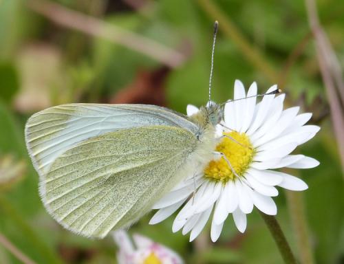 Réf. 229 820 : Pieris mannii