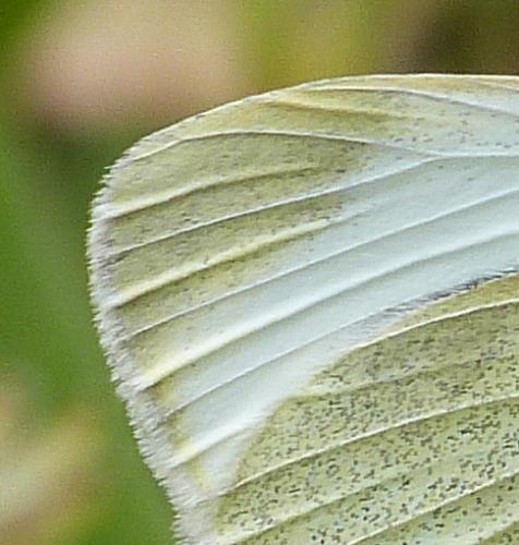 Réf. 229 842 : Pieris mannii