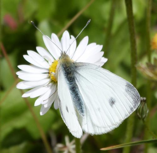Réf. 229 819 : Pieris mannii