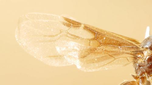 Réf. 229 230 : Lasius sp.
