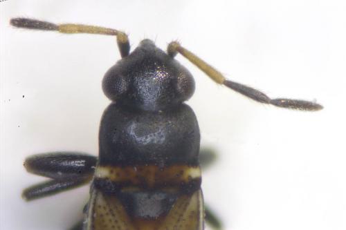 Réf. 229 401 : Ischnocoris hemipterus
