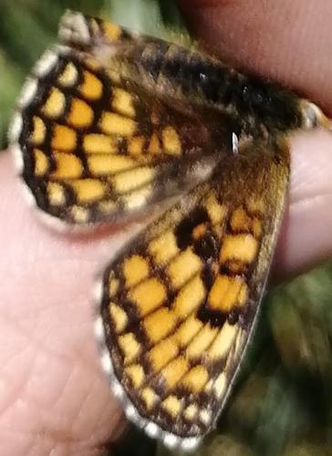 Melitaea parthenoides