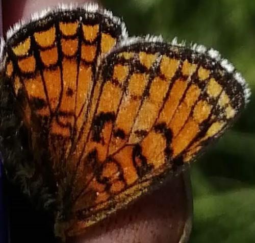 Melitaea parthenoides