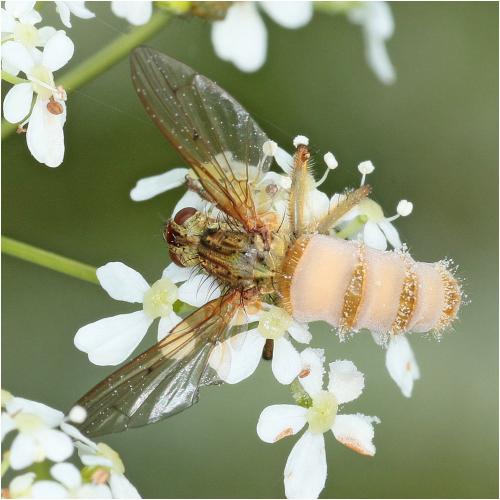 Scathophaga stercoraria