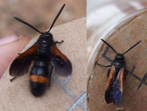 Réf. 229 111 : Scolia hortorum