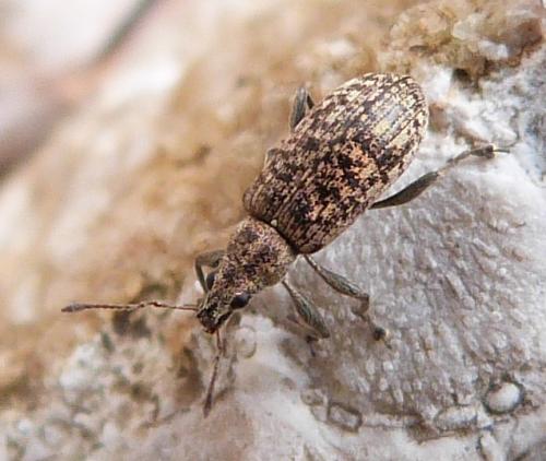 Réf. 229 512 : Polydrusus sp.