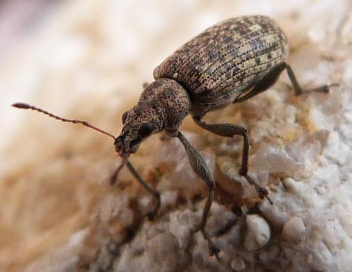 Réf. 229 439 : Polydrusus sp.