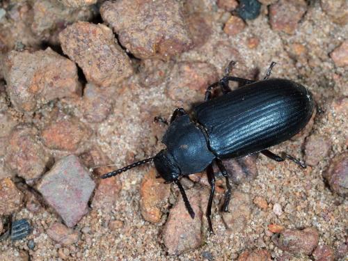 Réf. 229 369 : Tenebrio guineensis