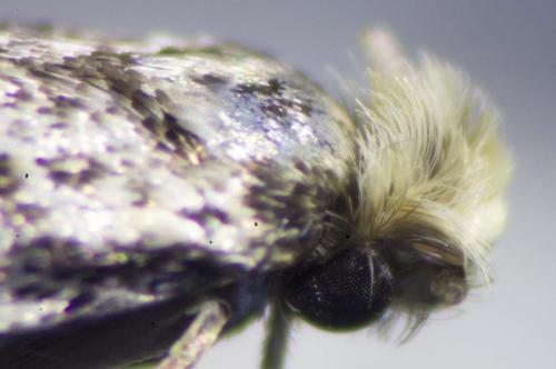 Réf. 229 825 : Nemapogon granella
