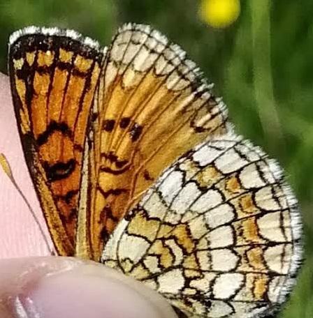 Melitaea parthenoides