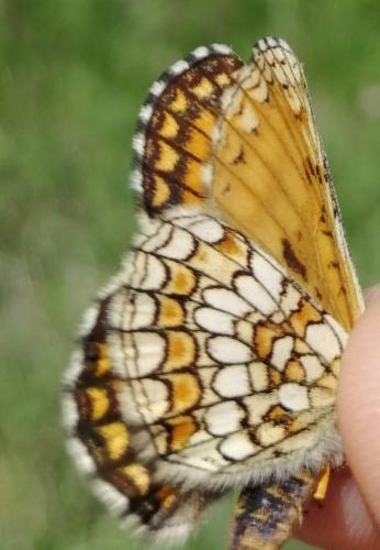Melitaea parthenoides