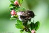 229521 – Photo : Didier Houbrechts – Belgique