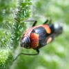 229865 – Photo : Didier Houbrechts – Belgique