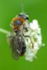 229982 – Photo : Olivier Pouvreau – France (79)