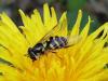 229798 – Photo : Matthieu Gauvain – France (80)