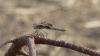 229719 – Photo : Greenlife – Sénégal