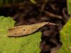 229990 – Photo : EVELINE FILDERMAN – Vietnam