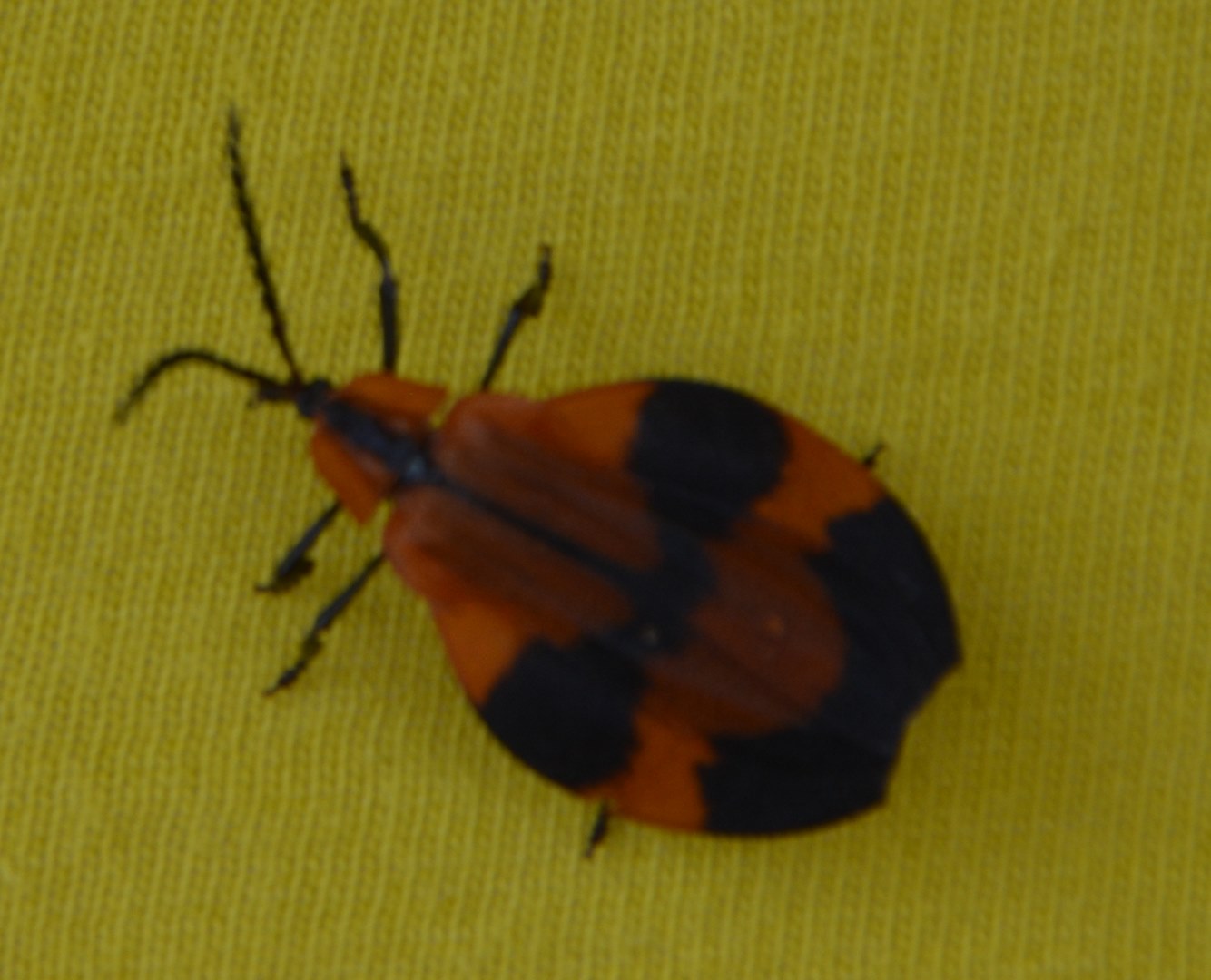 Patrick ORVANE - Lycus sp. - réf. 229650 (1334 x 1080 pixels, 198 ko)