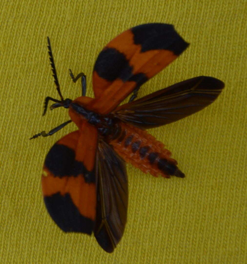 Patrick ORVANE - Lycus sp. - réf. 229647 (1012 x 1080 pixels, 214 ko)