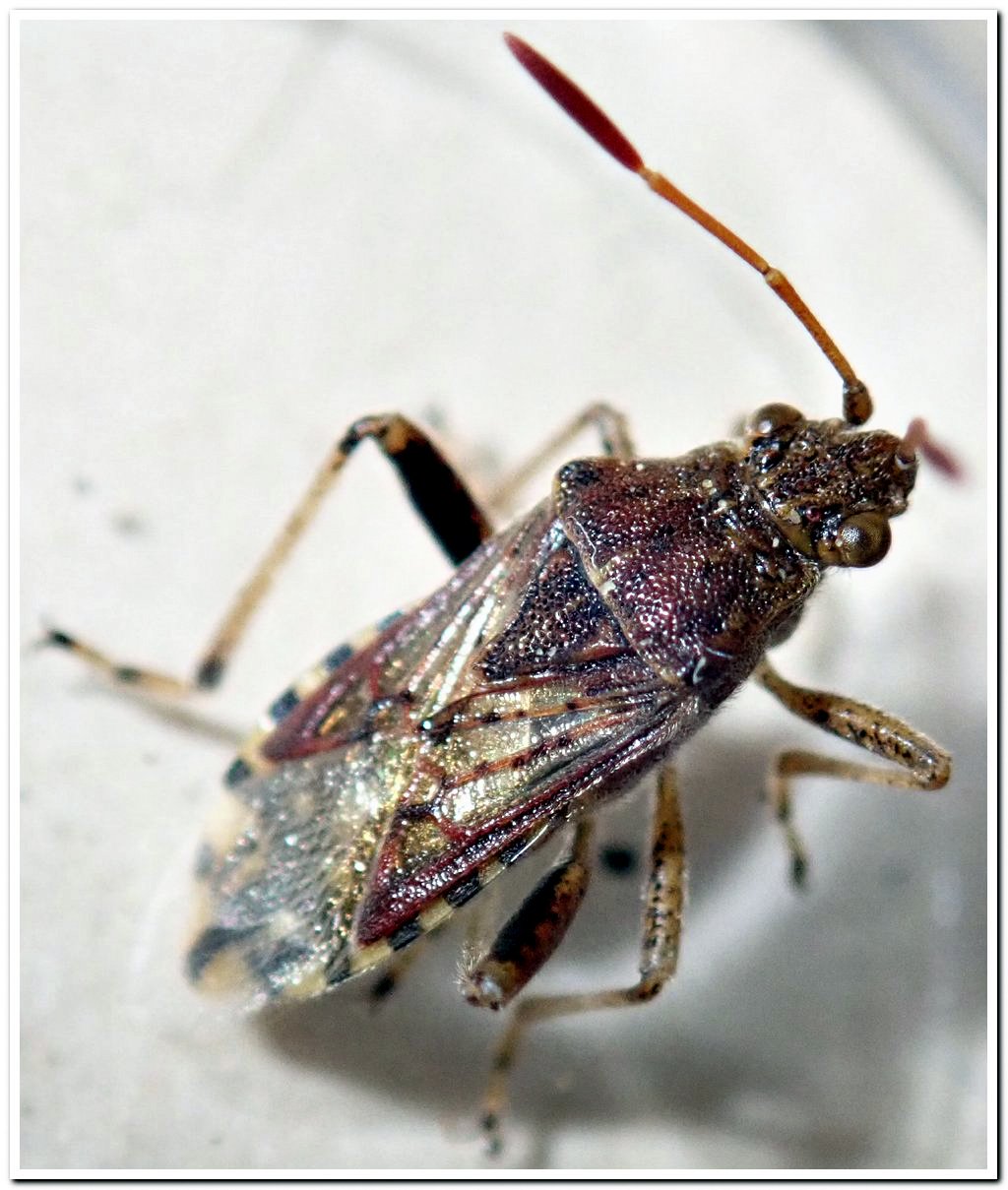 YG - Stictopleurus (abutilon-pictus) - réf. 229485 (1024 x 1209 pixels, 171 ko)