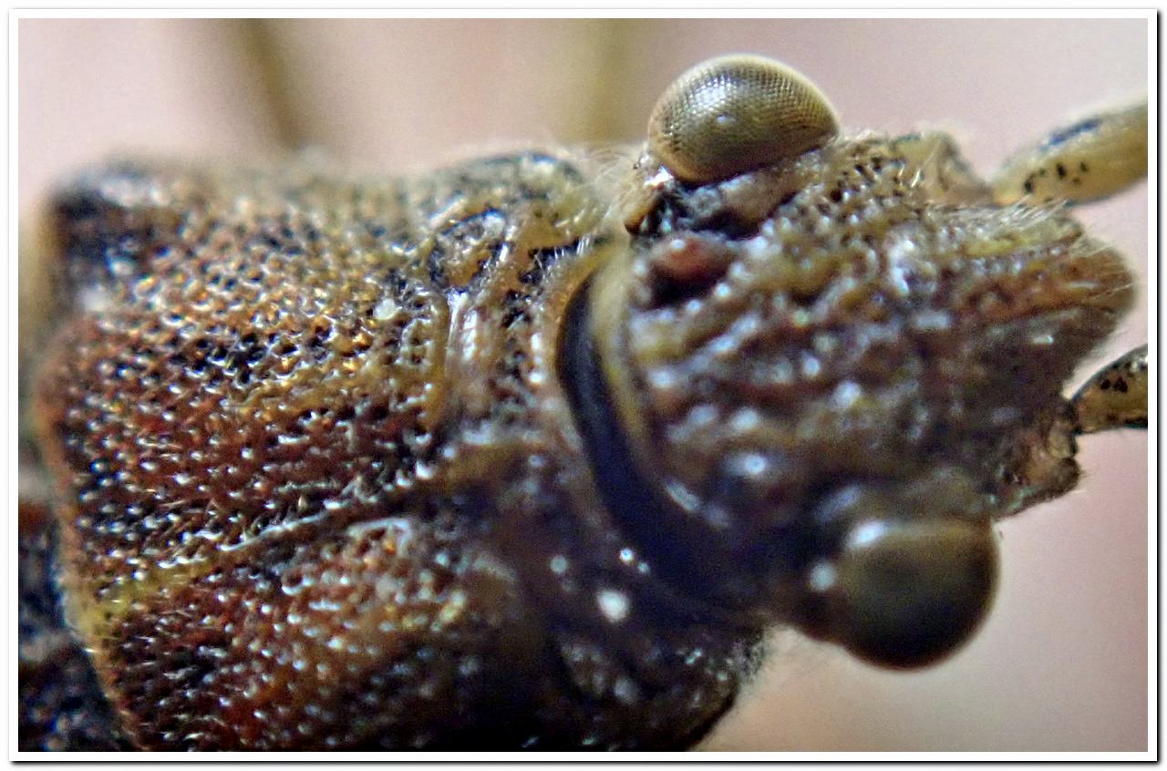 YG - Stictopleurus (abutilon-pictus) - réf. 229499 (1280 x 846 pixels, 202 ko)
