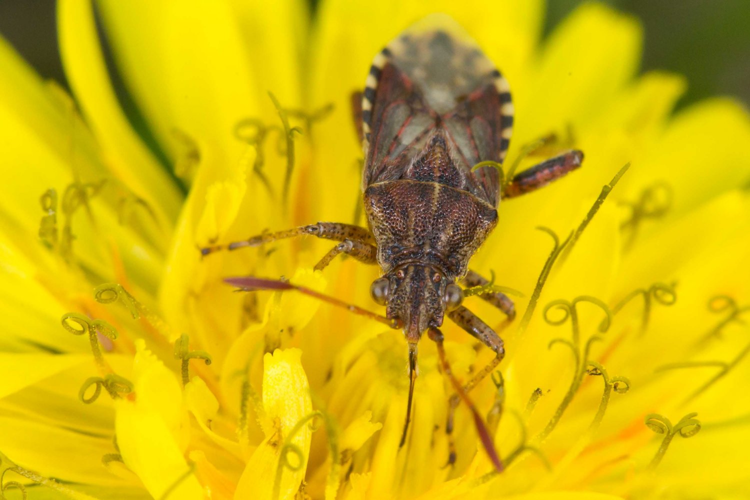 Jessica Joachim - Stictopleurus (abutilon-pictus) - réf. 229949 (1500 x 1000 pixels, 158 ko)