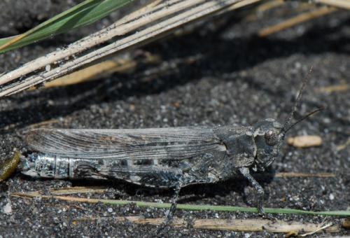 Réf. 23 063 : Epacromius tergestinus ponticus