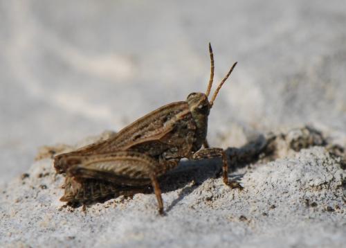Tetrix sp.