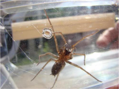 Tegenaria sp.