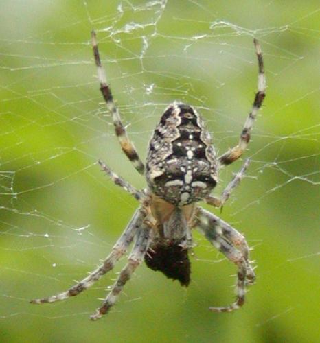 Araneus diadematus