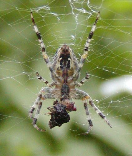 Araneus diadematus