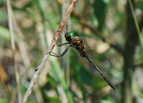Somatochlora flavomaculata