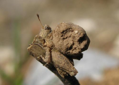 Tetrix sp.