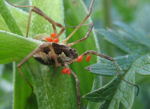 Réf. 23 734 : Mitopus morio