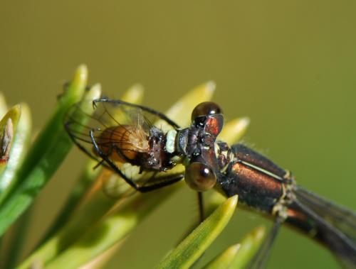 Lestes dryas
