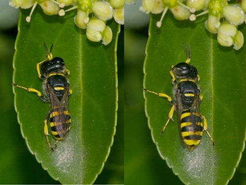 Réf. 23 136 : Ectemnius sp.