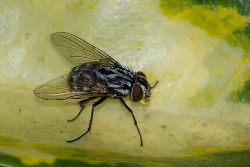 Réf. 23 428 : Graphomya maculata