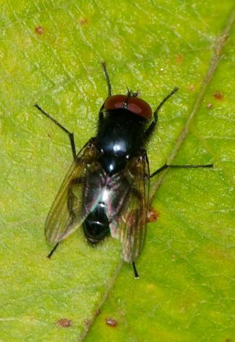 Réf. 23 495 : Hydrotaea ignava