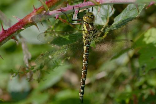 Aeshna cyanea