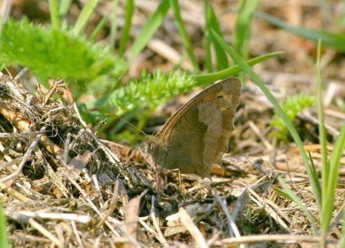 Maniola jurtina