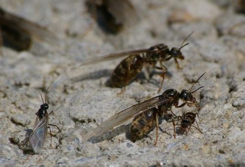 Réf. 23 811 : Lasius sp.