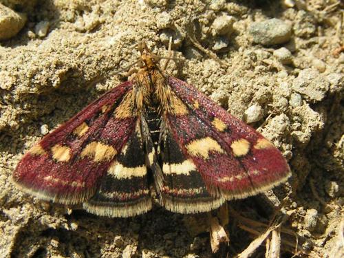 Réf. 23 029 : Pyrausta purpuralis