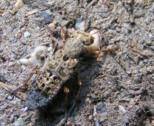 Réf. 23 062 : Ontholestes tessellatus
