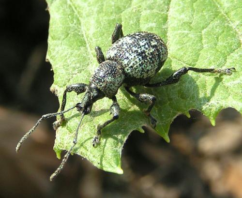 Otiorhynchus sp.