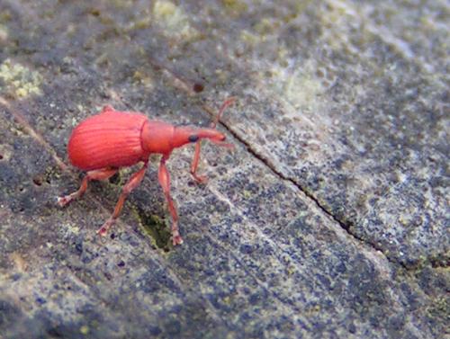 Apion sp.