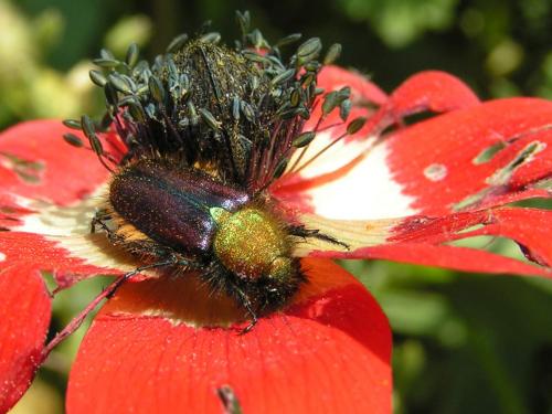 Réf. 23 224 : Pygopleurus scutellatus