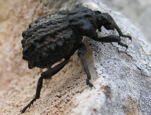 Brachycerus sp.