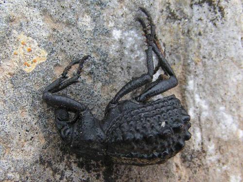 Réf. 23 223 : Brachycerus sp.