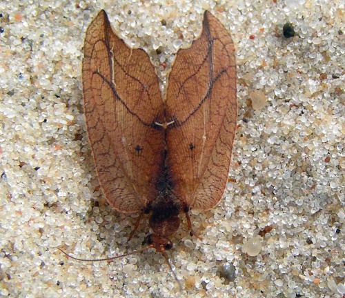 Drepanepteryx phalaenoides